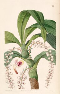 Eria polyura door Miss Drake